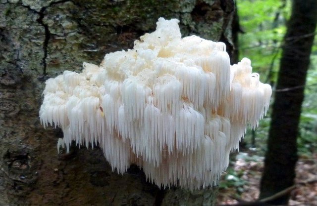 Image result for lions mane mushroom