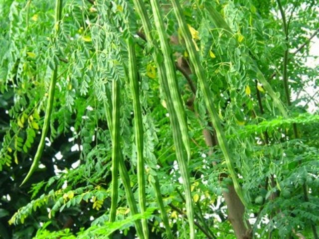 Drumstick Tree seed pods