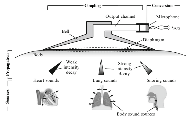 Illustration of biosignal propagation