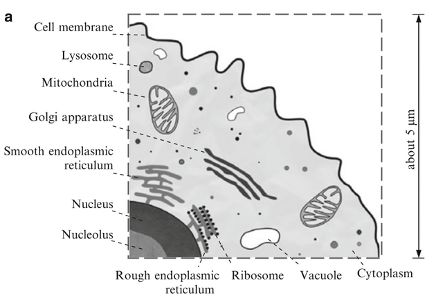 Illustration of cell