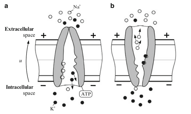 Active channel functions as a transporter, compared to passive channel this one is selective permeable (chooses which ions to flow in or out)