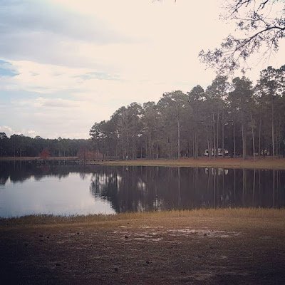 Campsite among longleaf pines, seen across the Open Pond