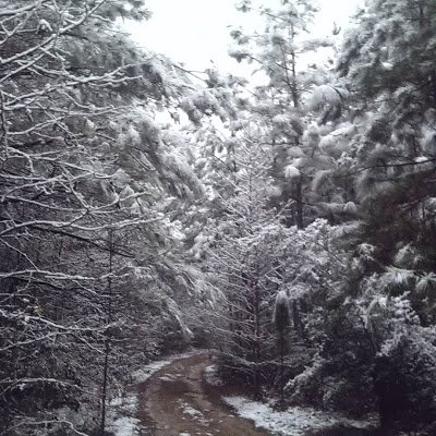 heavy snow covers southern pines in Kisatchie National Forest, Louisiana