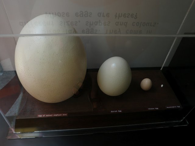 Elephant bird egg (left) vs ostrich egg and hummingbird egg : r ...