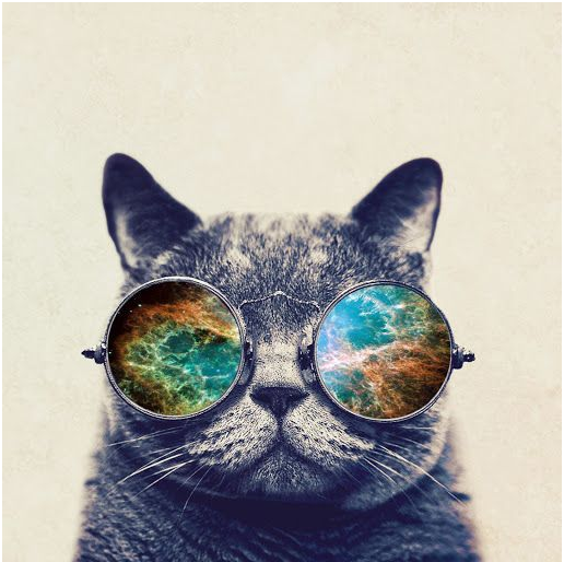 Cat with sunglasses