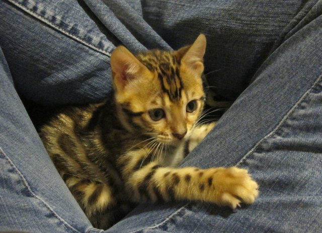 Bengal kitten in my lap 2