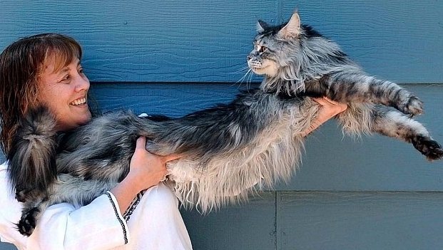 The longest cat in the world — Steemit
