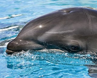 Baby Wolphin by Mark Interrante