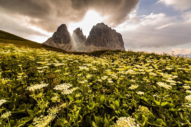 Dolomiti Flowers Storm Light