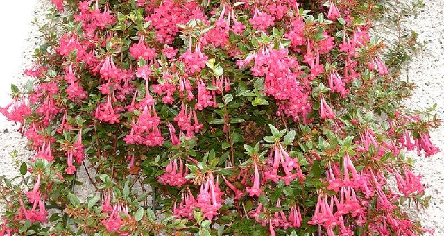 Abelia Plant Care And Culture Travaldo S Blog