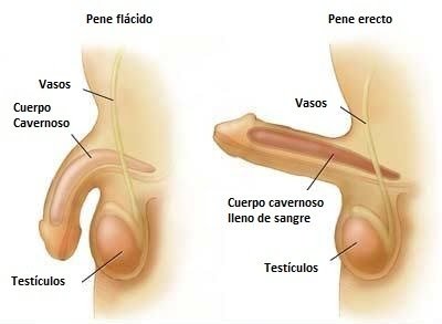 Tengo 53 años, tengo una erección flácida Tengo 53 años, tengo una erección flácida