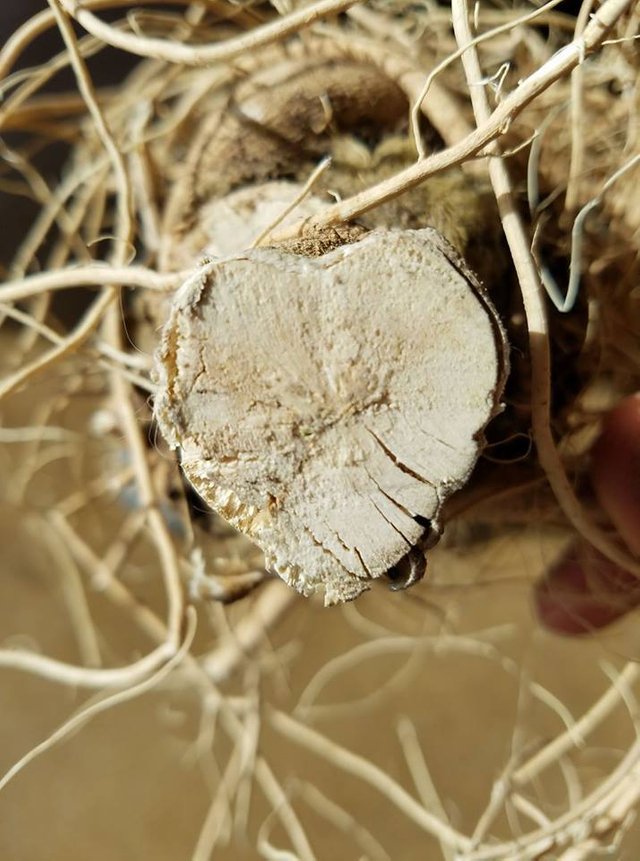 Colorado Hempcrete, Left Hand Hemp, 303 Magazine