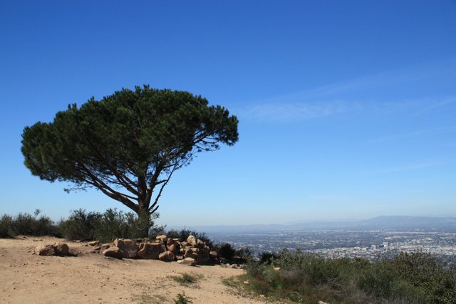 Wisdom Tree