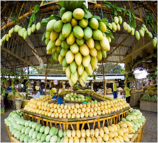 Filipino Mango Tree