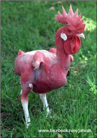 Meet The World's Strangest Chicken Breeds (Part 1/3) — Steemit