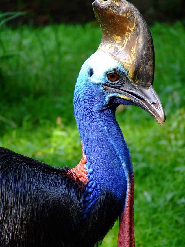 Discovery - Photo of the Day: The Cassowary is a flightless bird with a  bright blue face and neck. They are closely related to the emu.