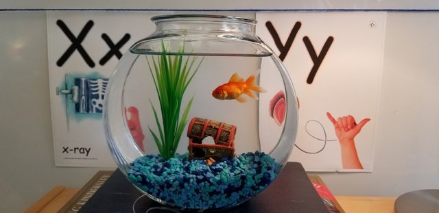 Goldfish: A Classroom Pet — Steemit