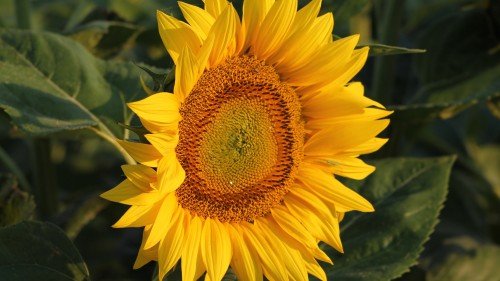 Summer_Flower_Sunflower_uhd.md.jpg