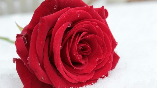 Water_Drops_Love_Symbol_Red_Rose2_uhd.md.jpg