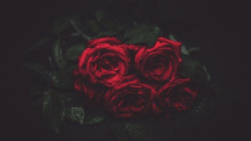 Water_Drops_Love_Symbol_Red_Roses_uhd.md.jpg