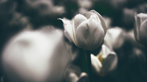 White_Tulips_4k.md.jpg