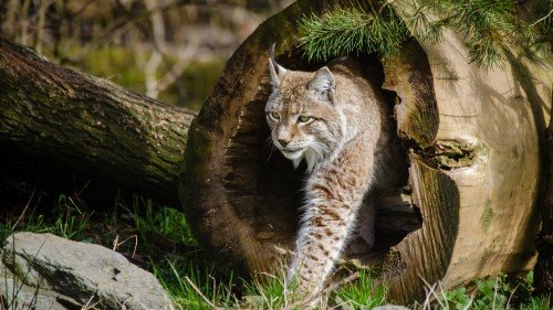 Wild_Cats_The_Lynx_uhd.md.jpg