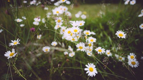 Wild_Flowers_4k.md.jpg