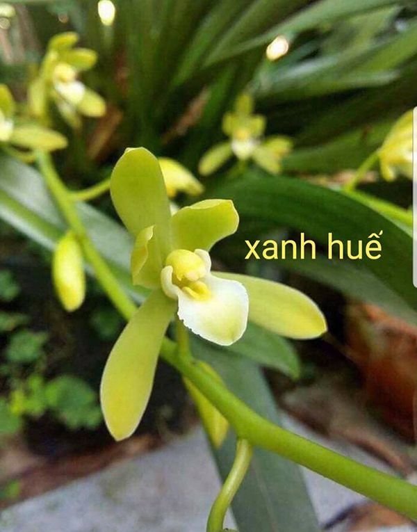 Mặt hoa Xanh Huế khoe sắc