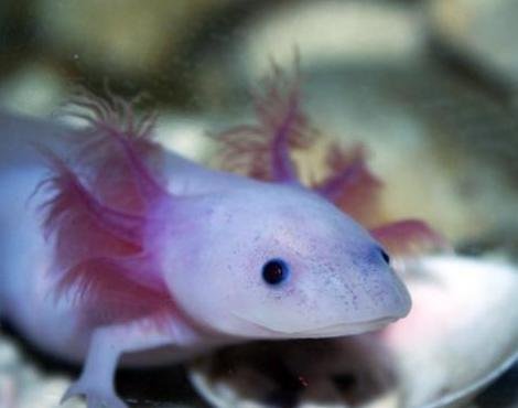 Axolotl - Wikipedia
