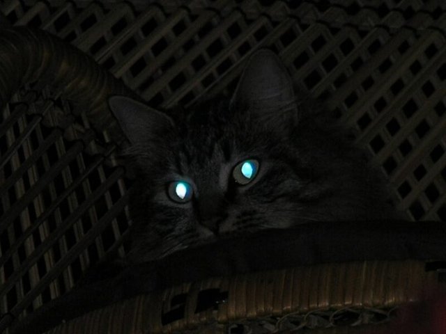 Why Do Cats' Eyes Glow in the Dark? — Steemit