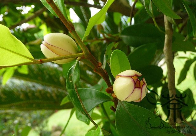 Magnolia Banana Essential Oil (Michelia Figo). 100% Pure and