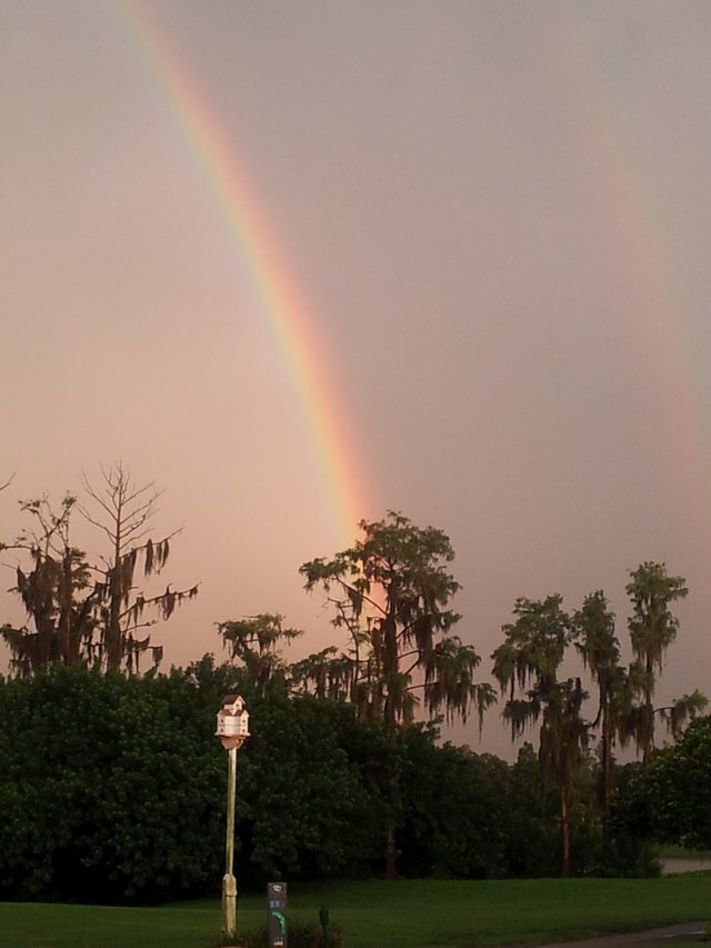 Looks like Spanish moss at the end of the rainbow