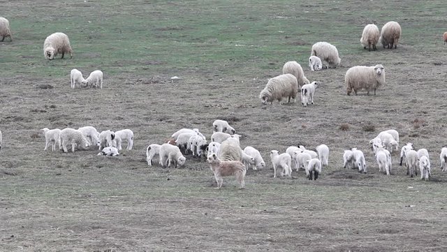 نتيجة بحث الصور عن ‪dog guarding the family's sheep‬‏