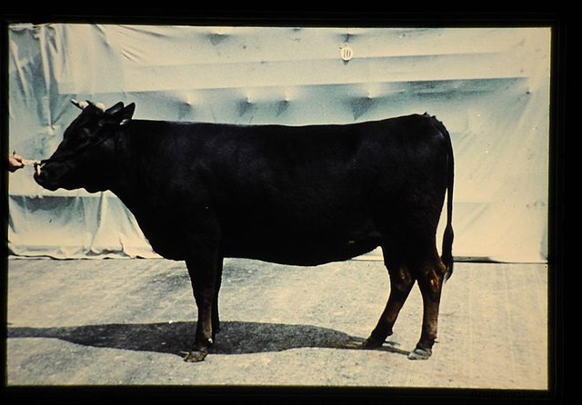 This image has an empty alt attribute; its file name is 800px-Japanese_Black__ä¸çã®ç_黿¯å種ï¼éï¼_36706364945.jpg