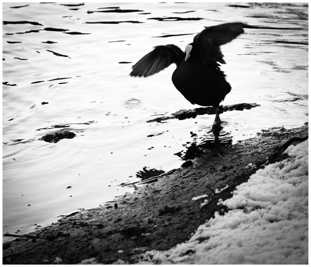 cold coot belgium