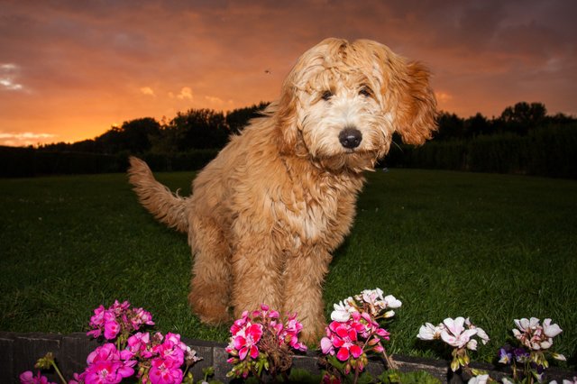 golden doodle sunset by dreamstream