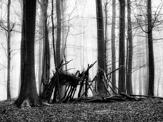 trees and shed