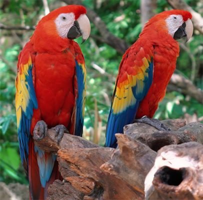 guacamaya-roja.jpg