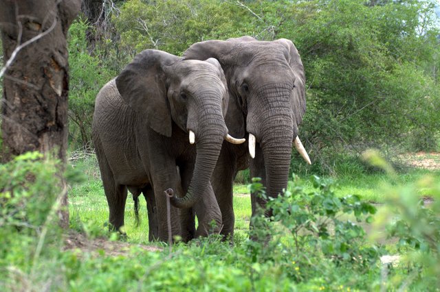 African Forest Elephant Classification and Evolution — Steemit