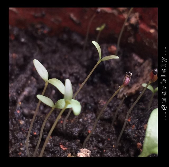 ntopaz-image-2