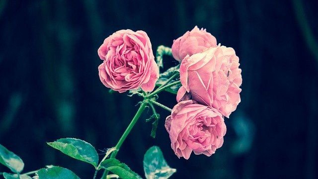 Valentine Disayang, Valentine Ditentang