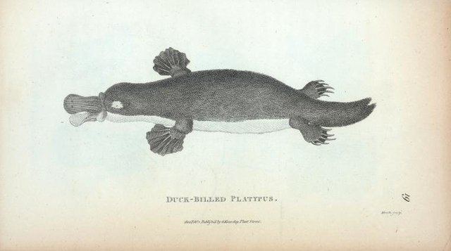 platypus