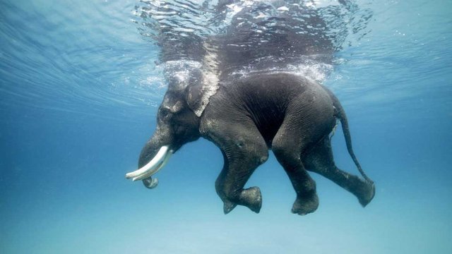 Source: https://www.cntraveller.in/story/andamans-last-swimming-elephant-no-more/