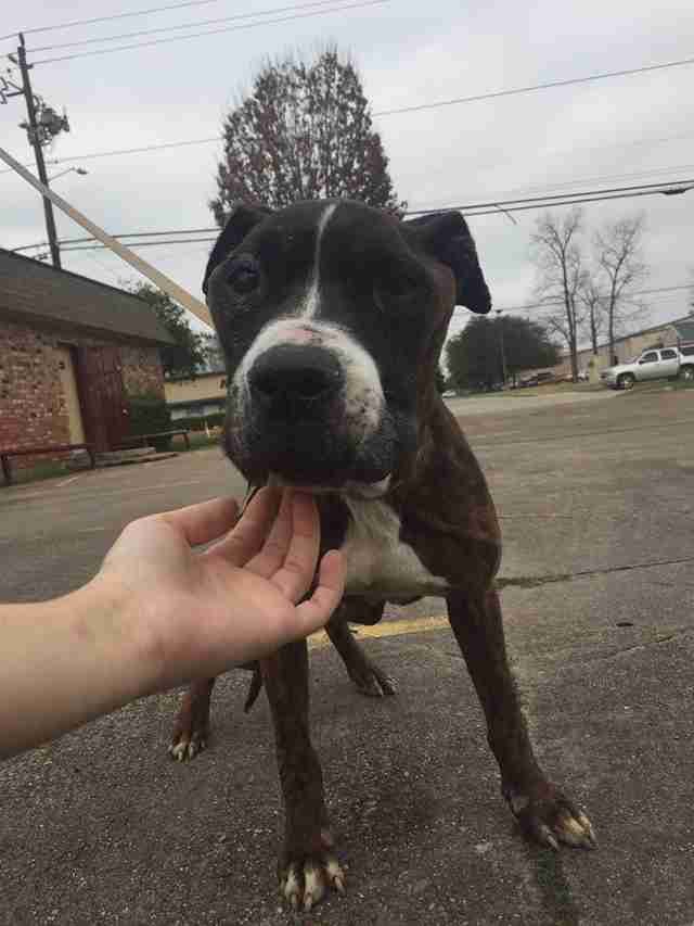 Skinny dog standing on cement