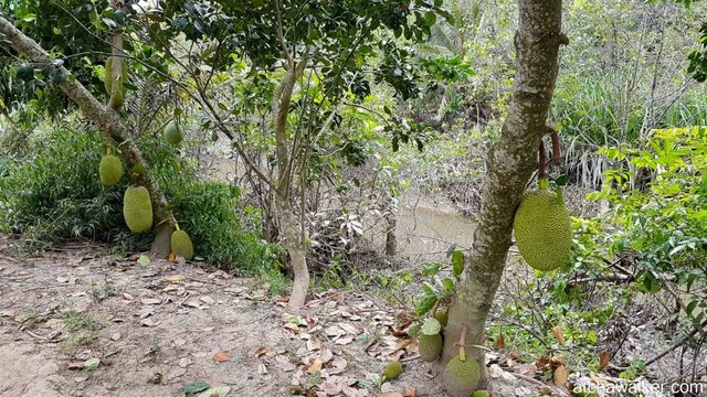 Les fameux durians - Delta du Mékong.