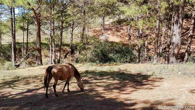 Cheval déguisé en zèbre... - Bidoup National Park - Dalat