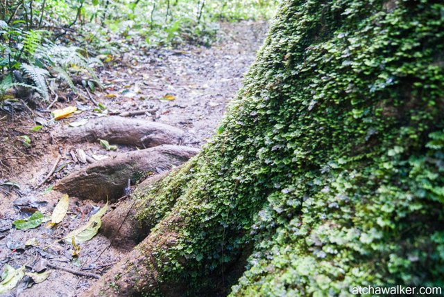 To Lang Biang Peak - Bidoup National Park - Dalat