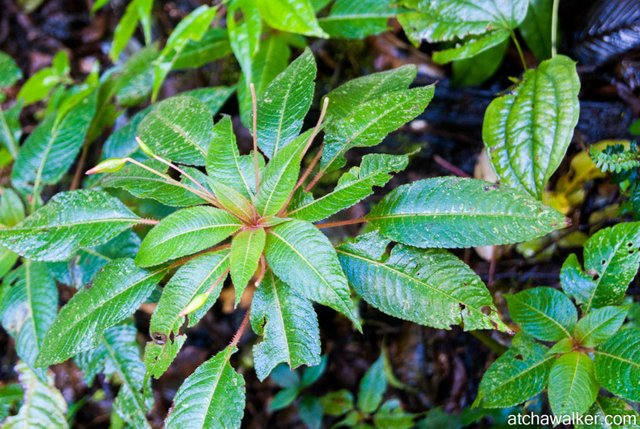 To Lang Biang Peak - Bidoup National Park - Dalat