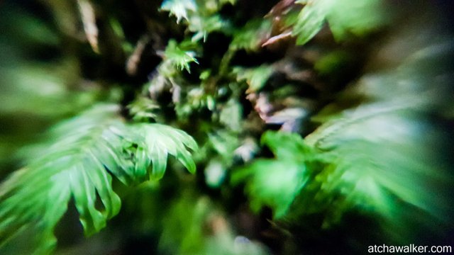 Expérimentation avec la lentille macro pour le smartphone -Bidoup National Park - Dalat