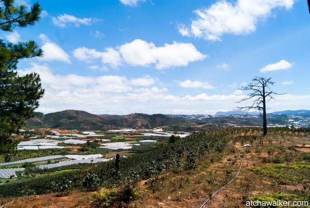 Forêt de serres - Dalat